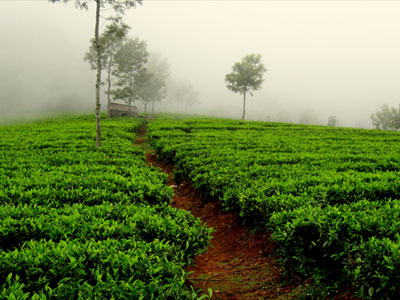 Tea Garden, Palampur